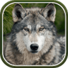 wolfstyle