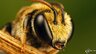BeekeepeRV