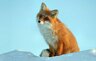 fox_Nsk