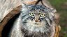 Manul1999