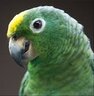 D-Diego