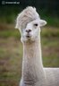 FashionLama
