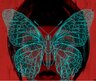 moth