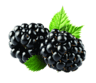 BlackBerryGG
