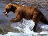 Rusbear
