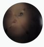 PrfAction