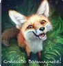 fox77722