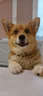 corgiiii