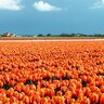 Oranje