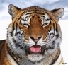 SashokHU
