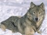 Wolf090685