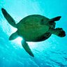 BigOldTurtle