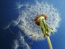 blowball
