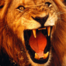 LionMoran