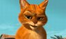 Gato