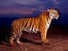JungleeCall