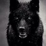 wickedwolf