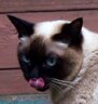 AngryThaiCat