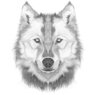 wolchok