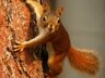 SlySquirrel
