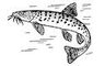 DeadBigFish