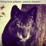 KotyrA