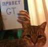 kotanya_murrr