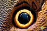 Caligo