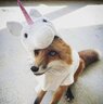 Roux_Renard